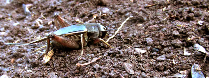 Jamaican Field Cricket, GRYLLUS ASSIMILIS