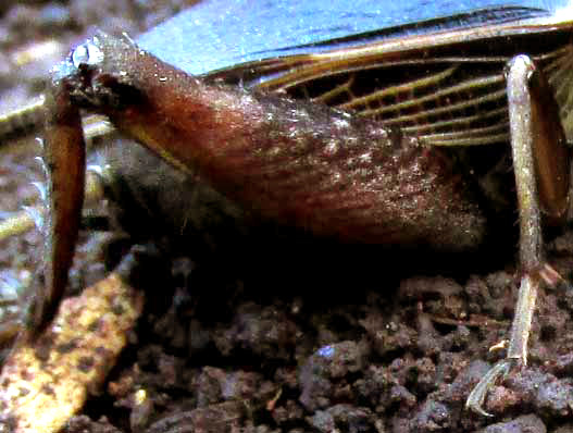 Jamaican Field Cricket, GRYLLUS ASSIMILIS, hind leg showing spines on tibia