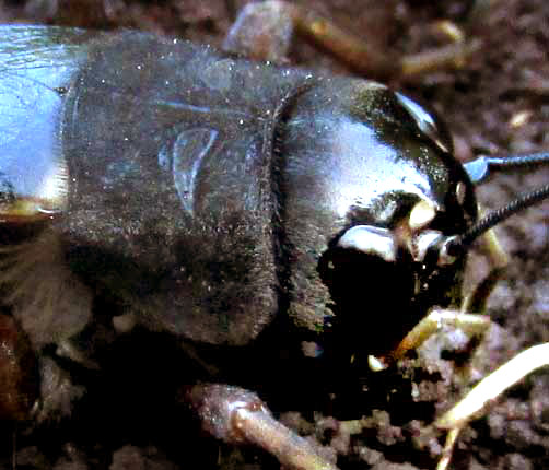 Jamaican Field Cricket, GRYLLUS ASSIMILIS, head & pronotum