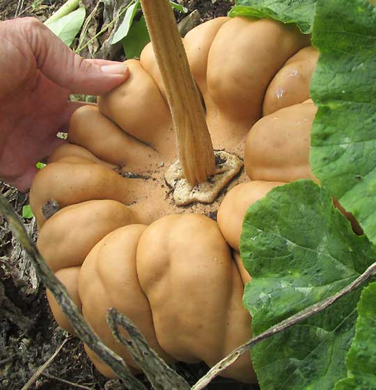 Maya Ribbed Squash, CUCURBITA MAXIMA, squash size