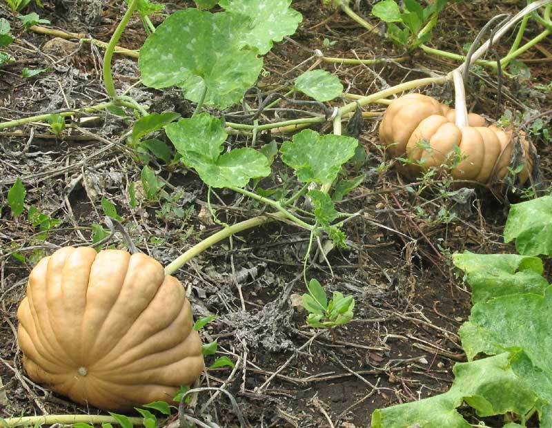 Maya Ribbed Squash, CUCURBITA MAXIMA