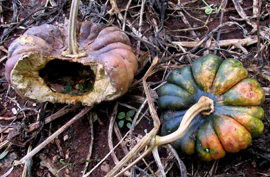 Maya Ribbed Squash, CUCURBITA MAXIMA, fruit cross section