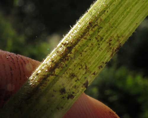 Maya Ribbed Squash, CUCURBITA MAXIMA, hairs on petiole