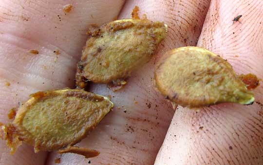 Maya Ribbed Squash, CUCURBITA MAXIMA, seeds