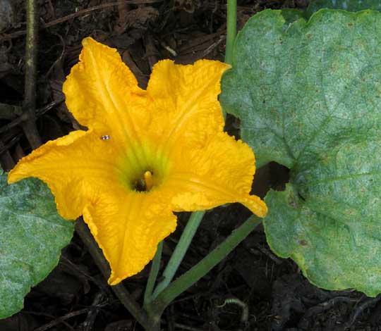 Maya Ribbed Squash, CUCURBITA MAXIMA, flower