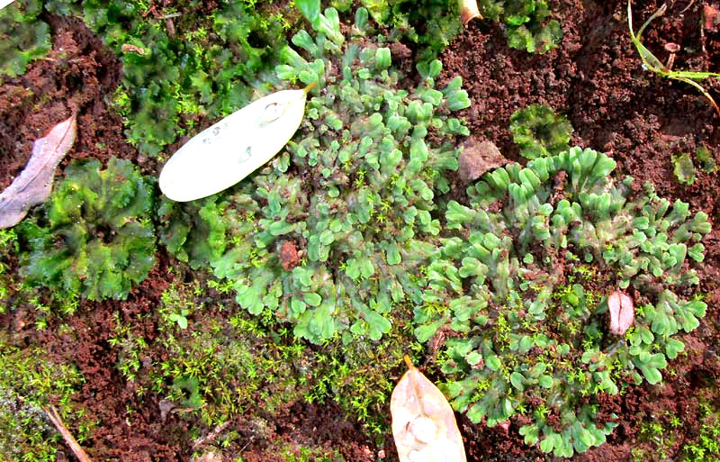 RICCIA cf. SOROCARPA