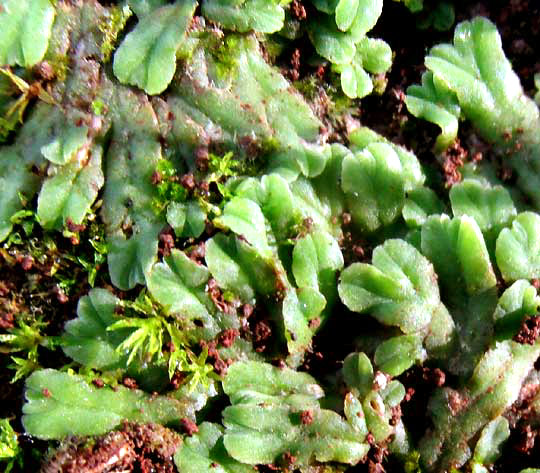 RICCIA cf. SOROCARPA, thalli showing grooves