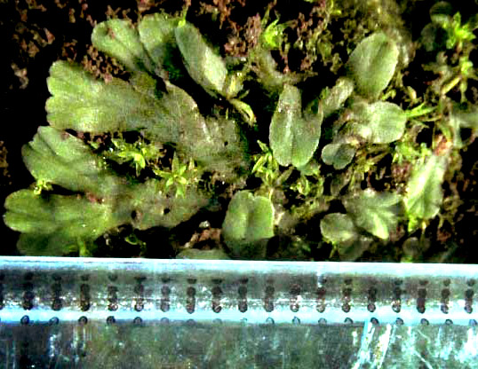 RICCIA cf. SOROCARPA, thallus size with ruler showing mm marks