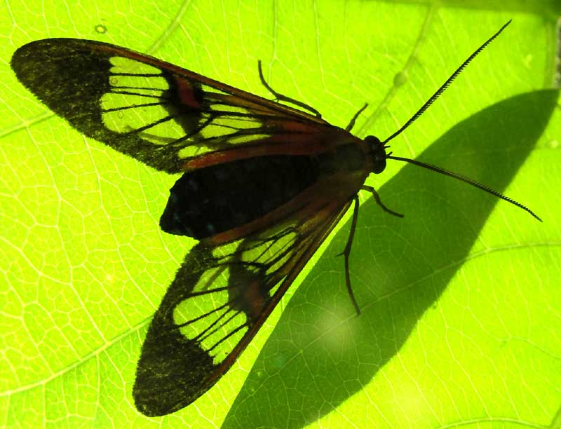 Red-spot Wasp Mimic Moth, COSMOSOMA TEUTHRAS