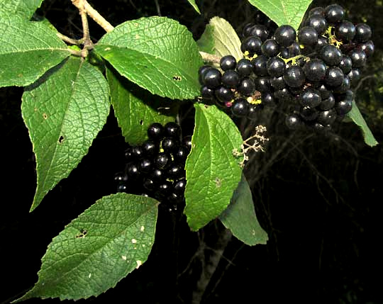 Mexican Beautyberry, CALLICARPA ACUMINATA, black fruits