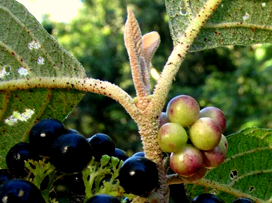 Mexican Beautyberry, CALLICARPA ACUMINATA, green fruits turning black