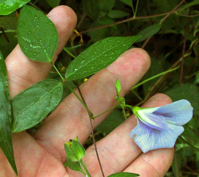 Spurred Butterfly Pea, CENTROSEMA VIRGINIANUM