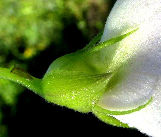 Spurred Butterfly Pea, CENTROSEMA VIRGINIANUM, calyx