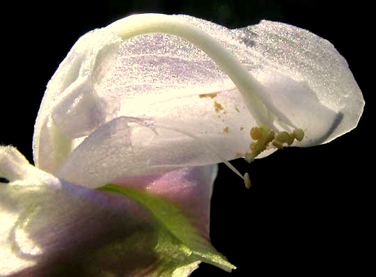 Spurred Butterfly Pea, CENTROSEMA VIRGINIANUM, stamens inside hood