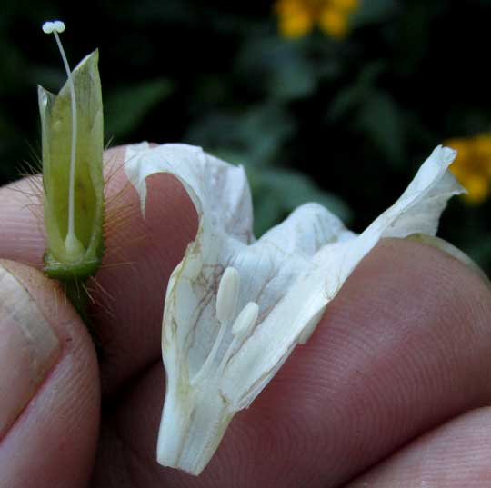 Hairy Woodrose, MERREMIA AEGYPTIA, flower longitudinal section