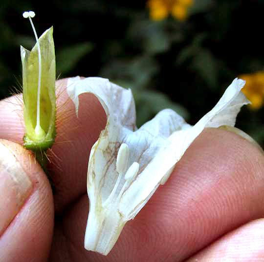 Hairy Woodrose, MERREMIA AEGYPTIA, flower longitudinal section