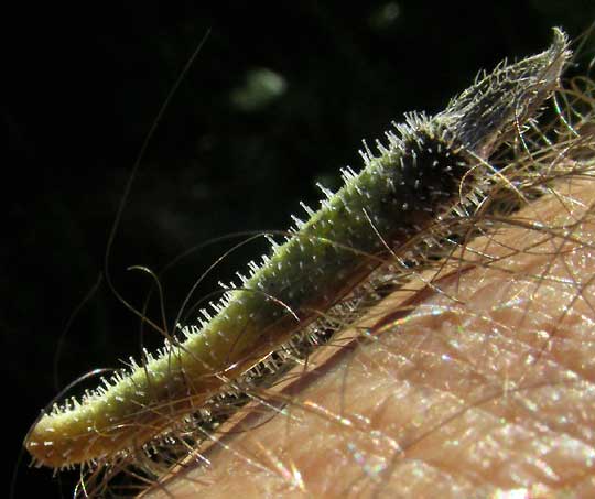 Tropical Stickleaf, MENTZELIA ASPERA, fruit with hooked hairs