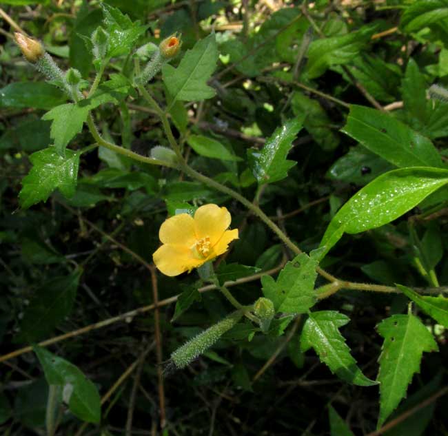 Tropical Stickleaf, MENTZELIA ASPERA