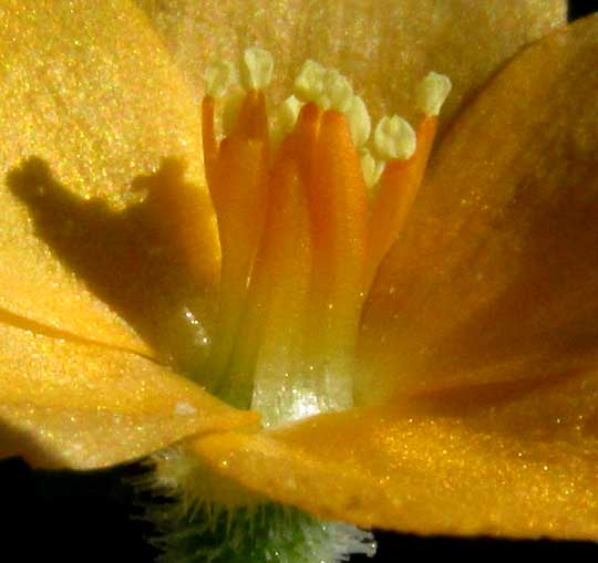 Tropical Stickleaf, MENTZELIA ASPERA, stamens