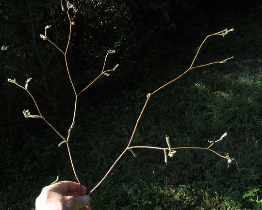 Tropical Stickleaf, MENTZELIA ASPERA, dry plant bearing fruits