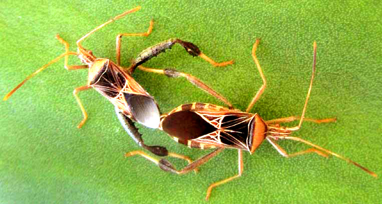 LEPTOGLOSSUS SUBAURATUS, mating