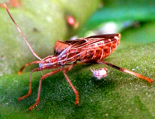 LEPTOGLOSSUS SUBAURATUS, facial pattern