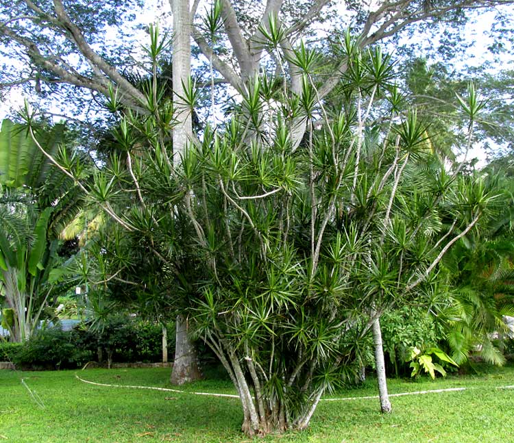 Madagascar Dragon Tree, DRACAENA MARGINATA