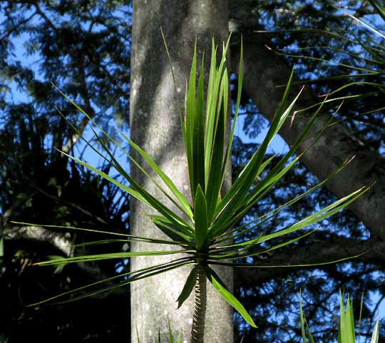Madagascar Dragon Tree, DRACAENA MARGINATA, tuft of blades