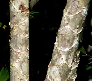 Madagascar Dragon Tree, DRACAENA MARGINATA, leaf scars on stem