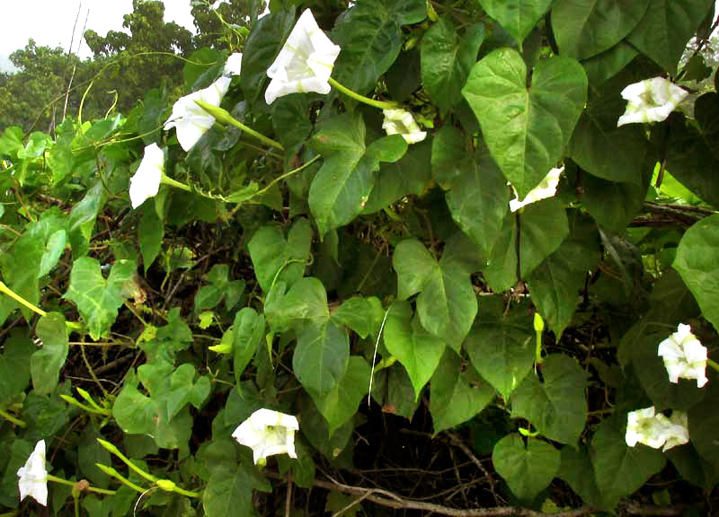 Moonflower, IPOMOEA ALBA