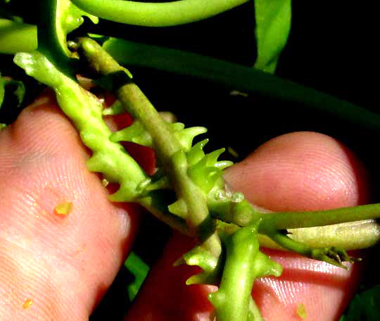 Moonflower, IPOMOEA ALBA, blunt protrubrances on stem