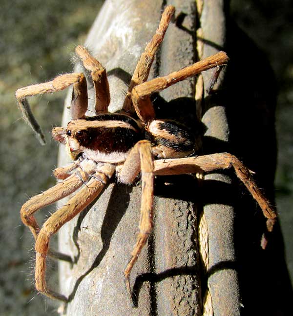 Wolf Spider -- LYCOSA/ HOGNA