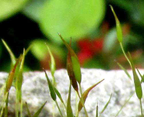 HYOPHILADELPHUS AGRARIUS capsules