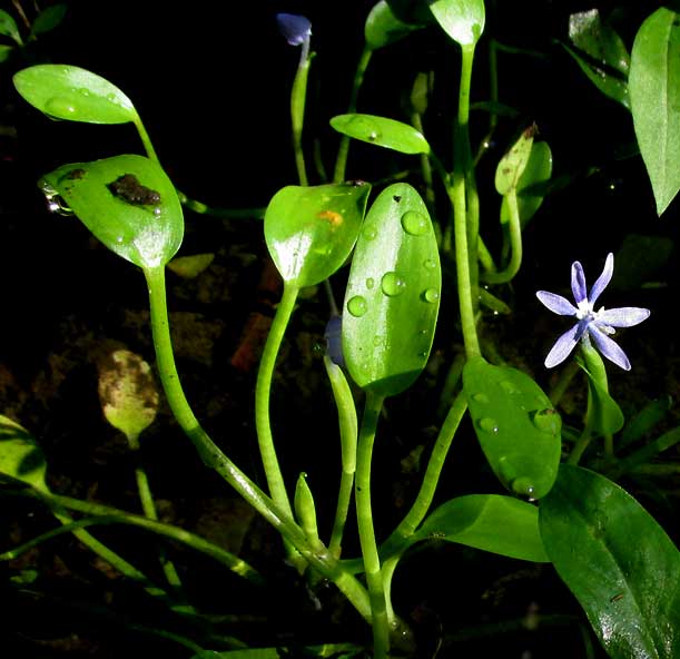 Mudplantain, HETERANTHERA LIMOSA