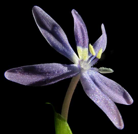 Mudplantain, HETERANTHERA LIMOSA, flower