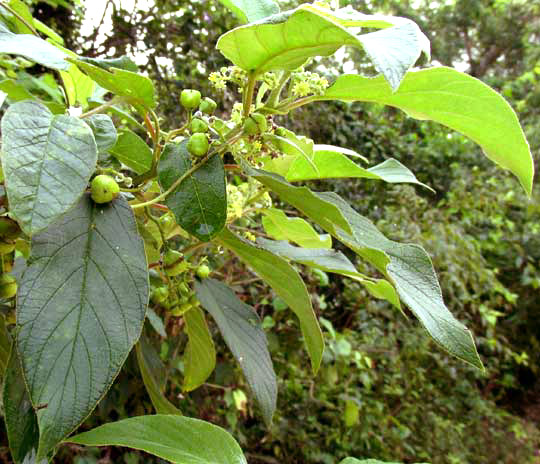 Yucatan Nakedwood, COLUBRINA YUCATANENSIS, leaves & flowers