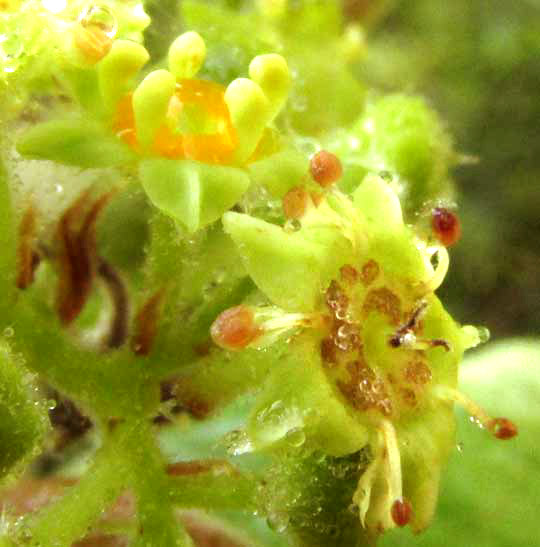 Yucatan Nakedwood, COLUBRINA YUCATANENSIS, flowers