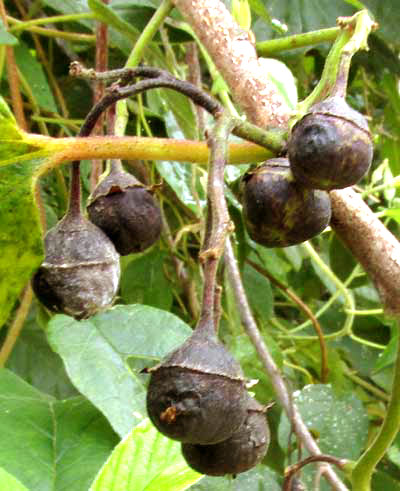 Yucatan Nakedwood, COLUBRINA YUCATANENSIS, fruits