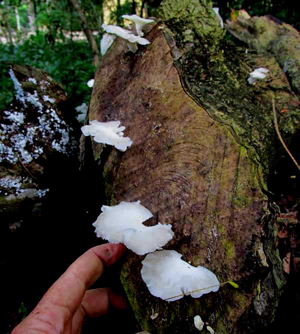 Tropical White Polypore, FAVOLUS TENUICULUS, on log