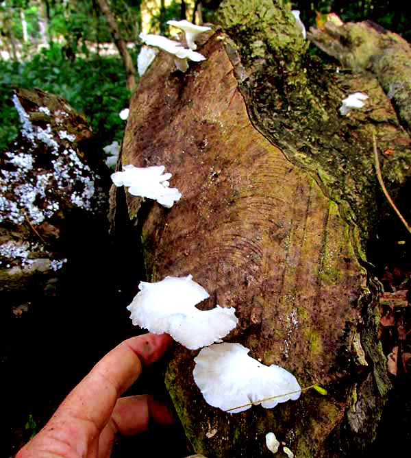 Tropical White Polypore, FAVOLUS TENUICULUS, on log