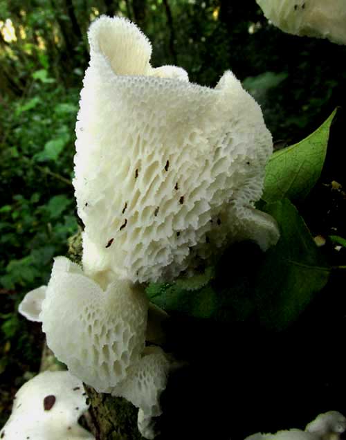 Tropical White Polypore, FAVOLUS TENUICULUS, turned-up cap
