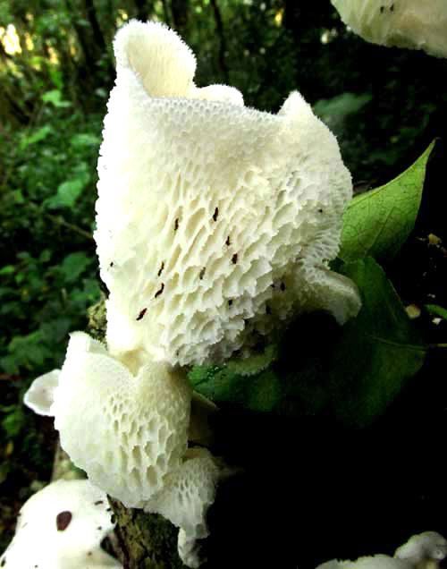 Tropical White Polypore, FAVOLUS TENUICULUS, turned-up cap