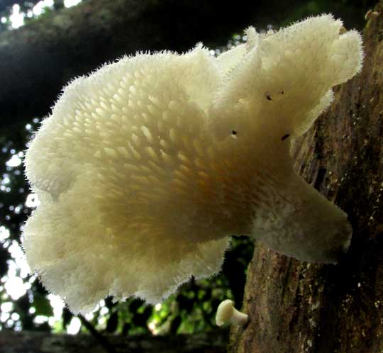 Tropical White Polypore, FAVOLUS TENUICULUS, pores