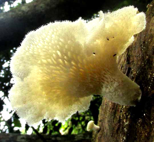 Tropical White Polypore, FAVOLUS TENUICULUS, pores