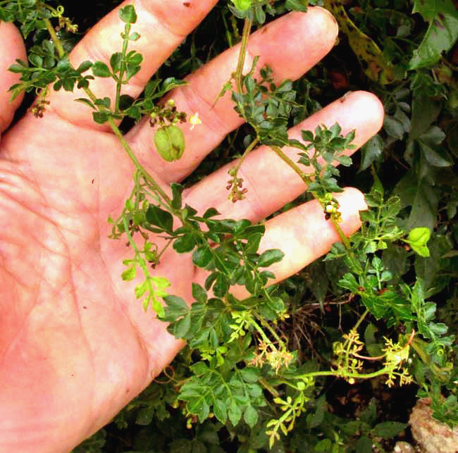 Maidenhair Serjania, SERJANIA ADIANTOIDES