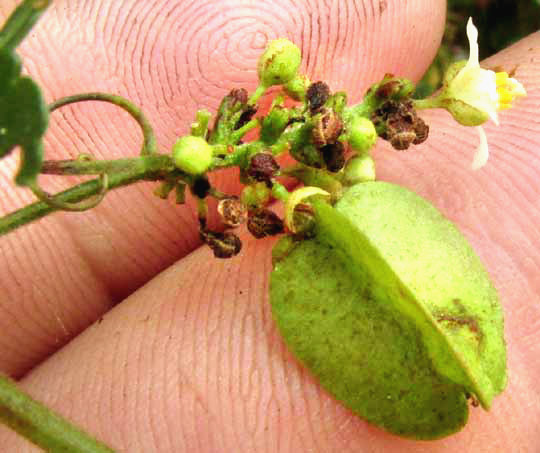 Maidenhair Serjania, SERJANIA ADIANTOIDES, fruit