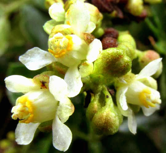 Maidenhair Serjania, SERJANIA ADIANTOIDES, flowers