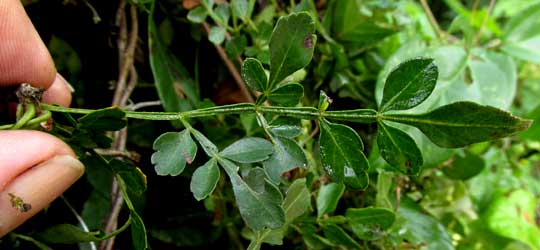 Maidenhair Serjania, SERJANIA ADIANTOIDES, leaf