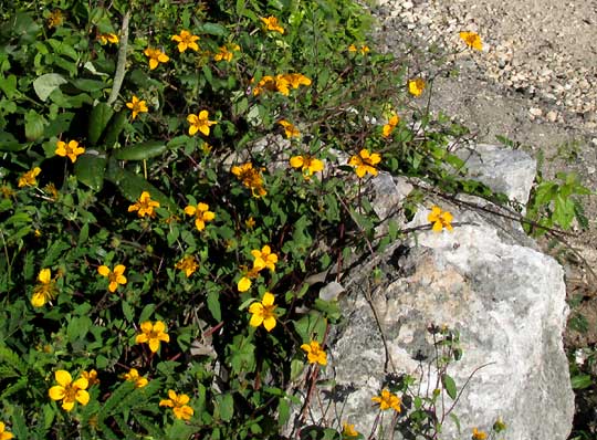 Bonebract, SCLEROCARPUS DIVARICATUS, habitat