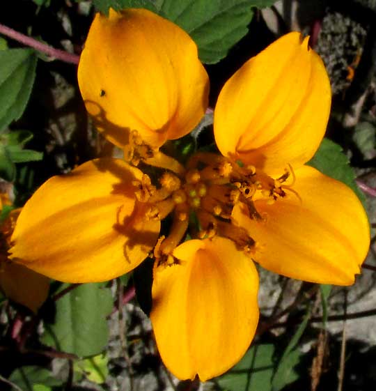 Bonebract, SCLEROCARPUS DIVARICATUS, flower head, top